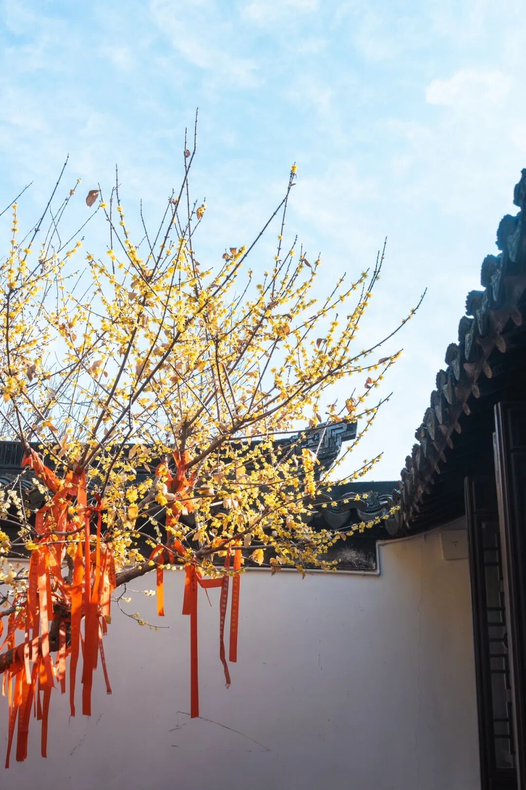 蜡梅已“霸屏”！梅花加载中……