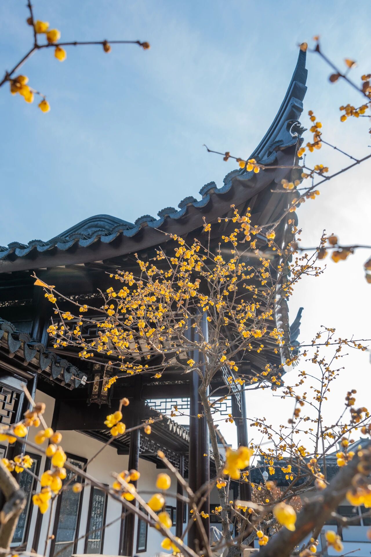 蜡梅已“霸屏”！梅花加载中……