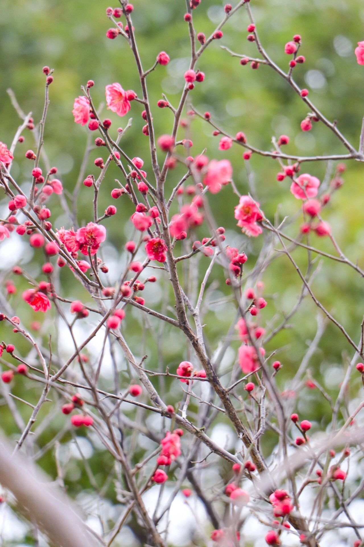 梅花初绽，等你来赏！