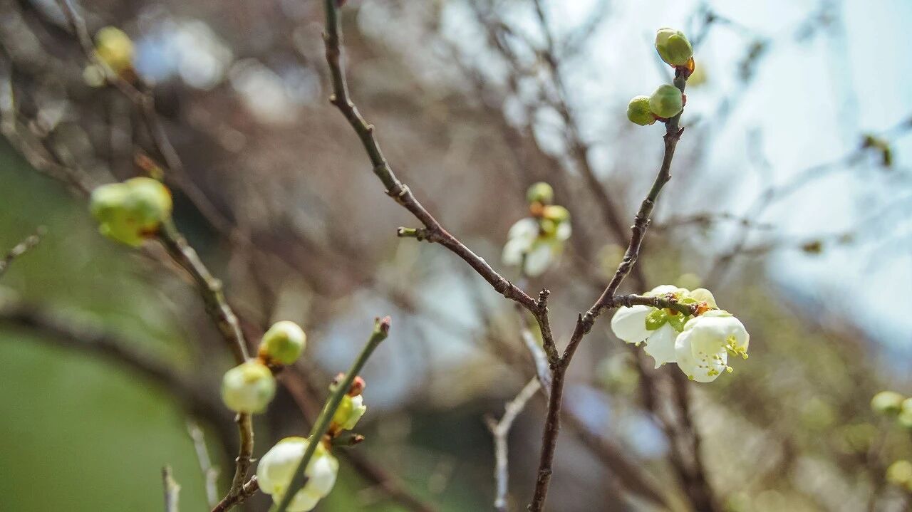 梅花初绽，等你来赏！