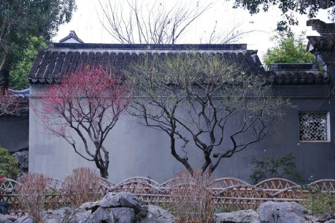 木渎探梅，梅好常在