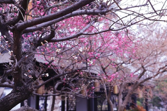 木渎探梅，梅好常在