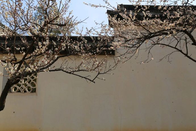 木渎探梅，梅好常在