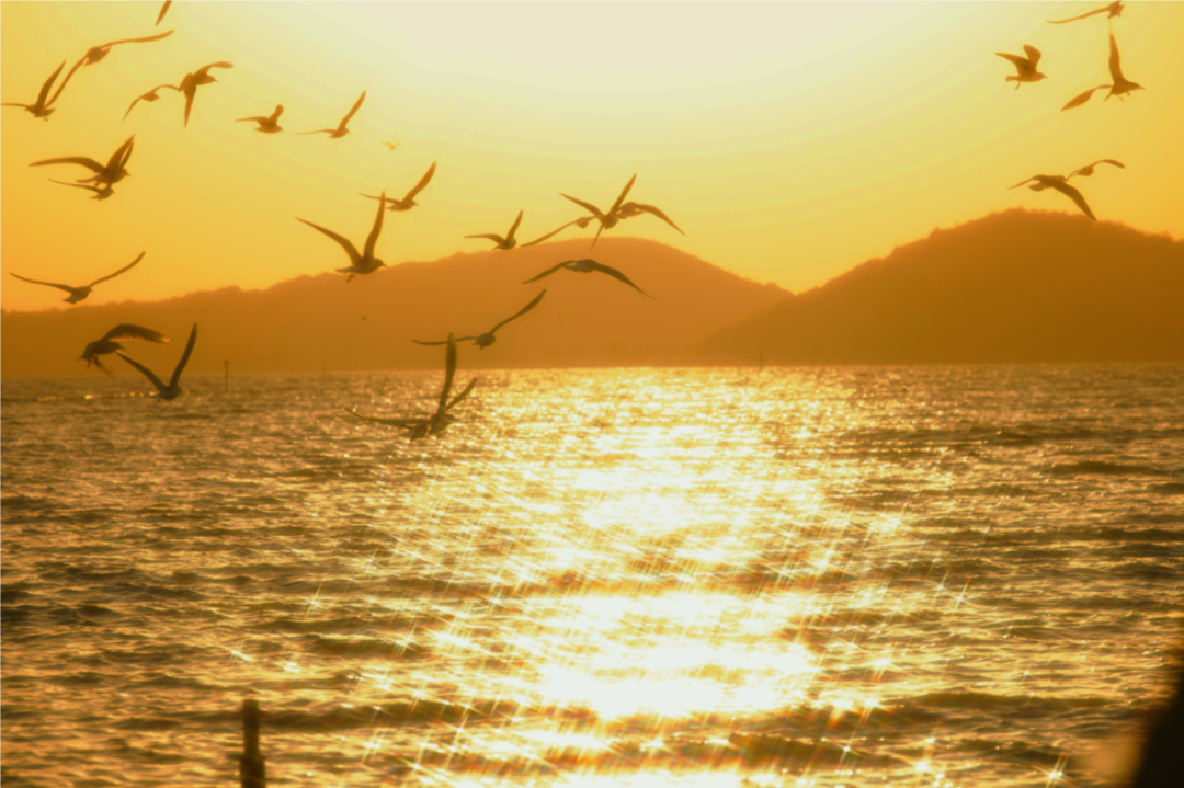 吴中过大年丨赴一场湖山与梅香的邀约~