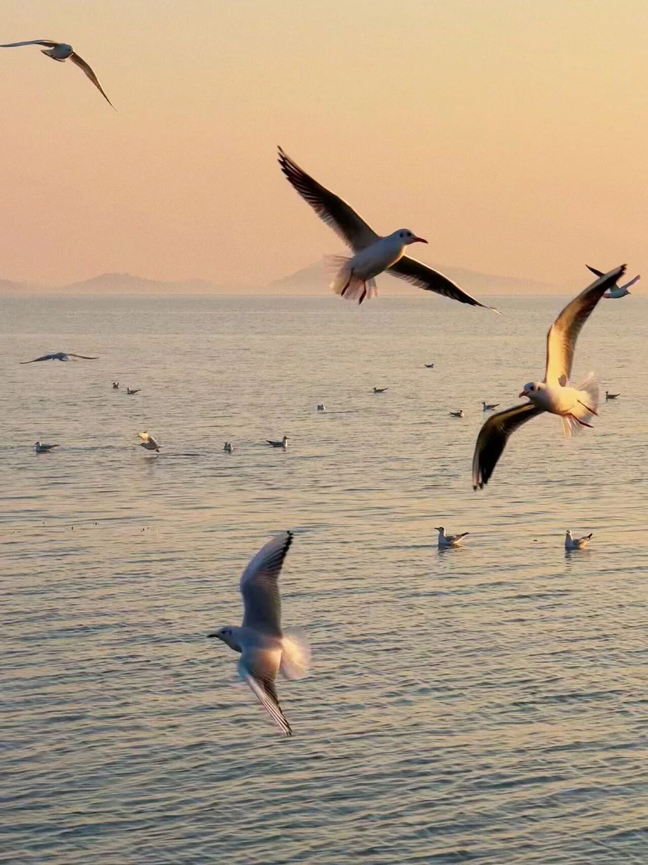 吴中过大年丨上岛！过仪式感满满的湖岛新年~