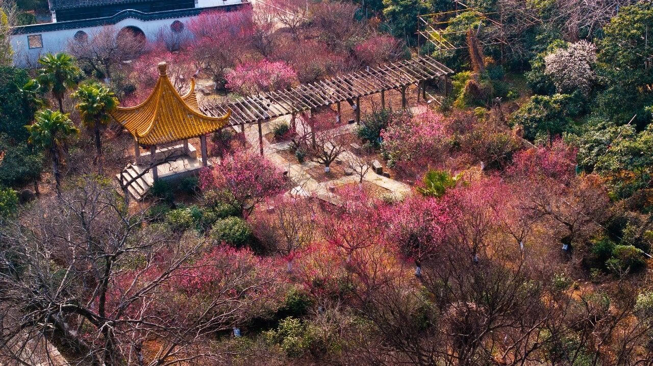 剧透！2026苏州太湖梅花季四大玩法！