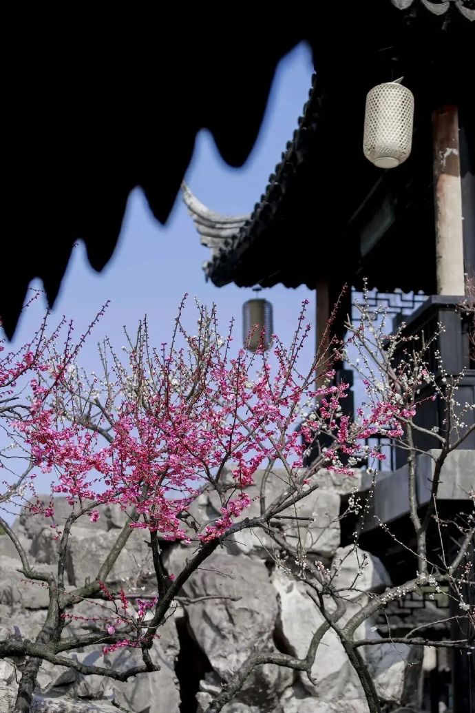 跟着央视春晚《贺花神》寻梅花，这份赏梅地图请收好！