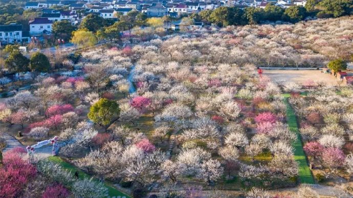 香雪寻梅，吴中梅海探春之旅