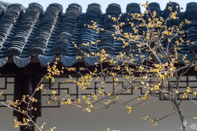 香雪寻梅，吴中梅海探春之旅