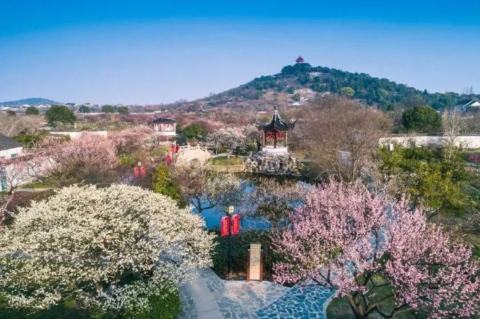 香雪寻梅，吴中梅海探春之旅