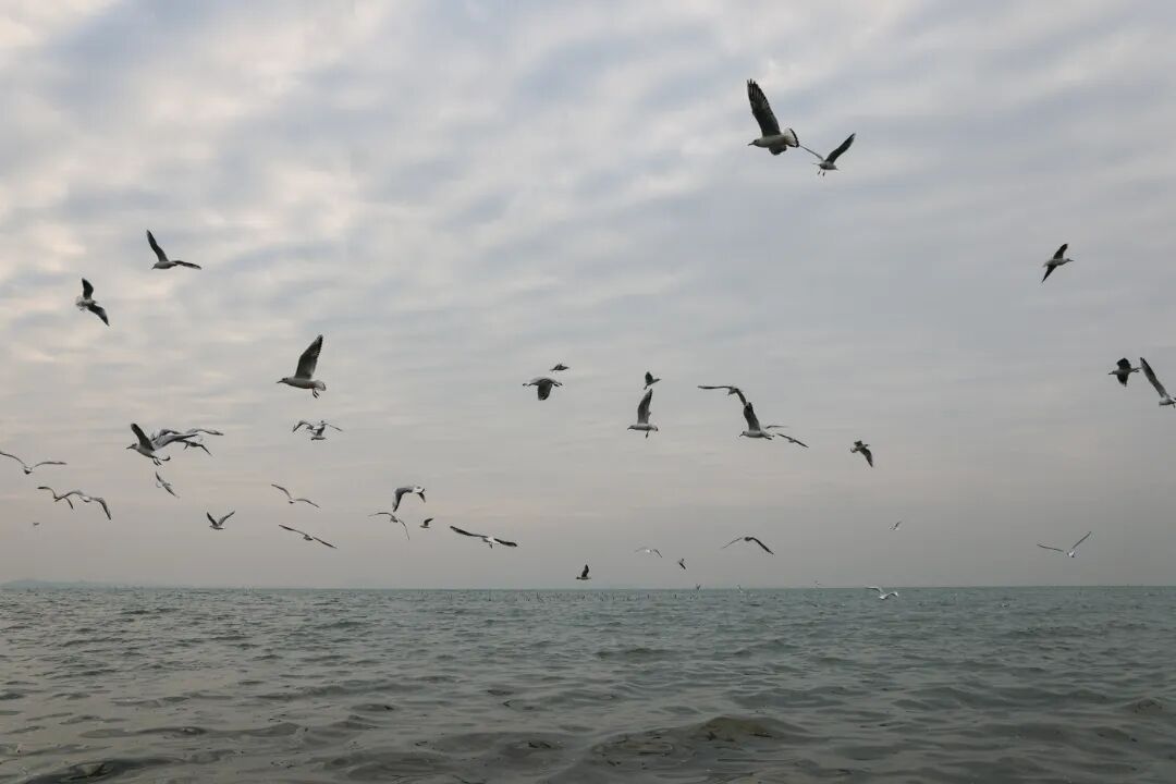太湖飞羽,吴中观鸟生态之旅