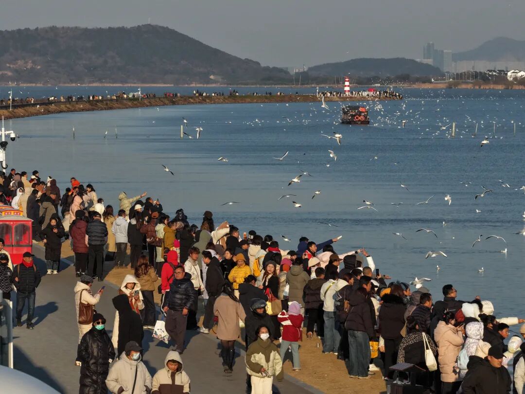 太湖飞羽,吴中观鸟生态之旅