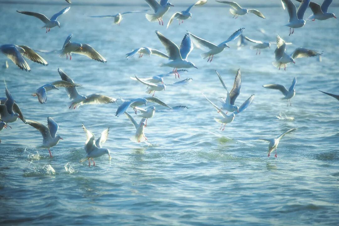 太湖飞羽,吴中观鸟生态之旅