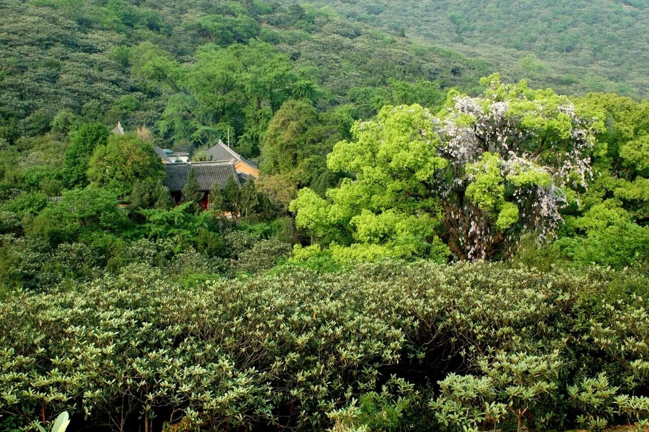 西山寻树打卡线路