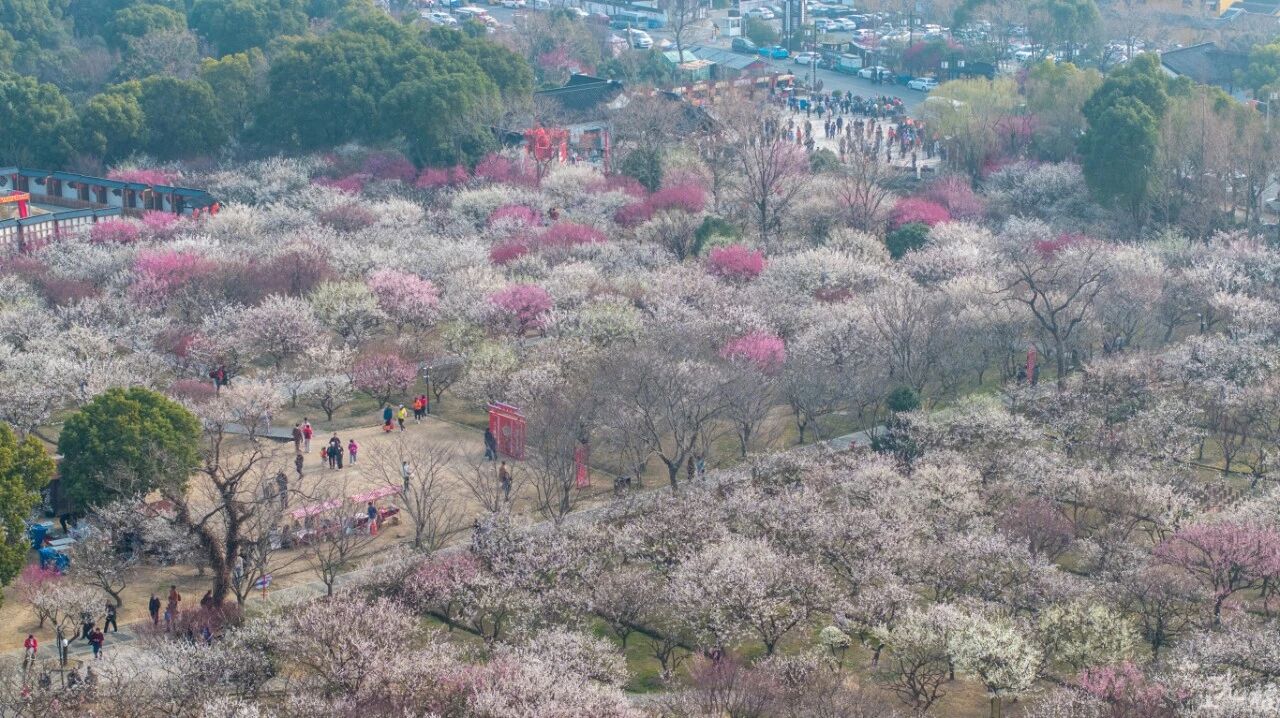 人少花正好！光福香雪海错峰赏梅指南来了