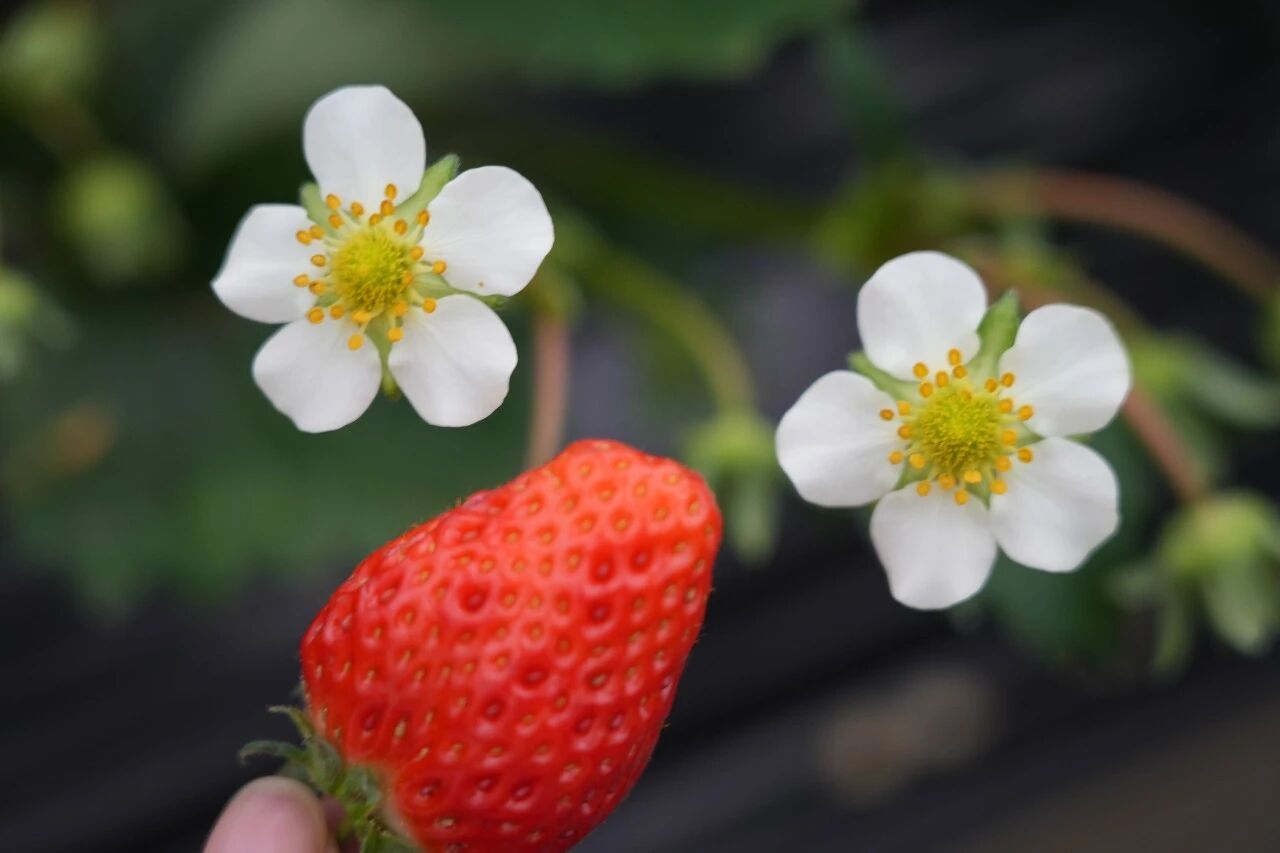 初春时节，吃点甜的！