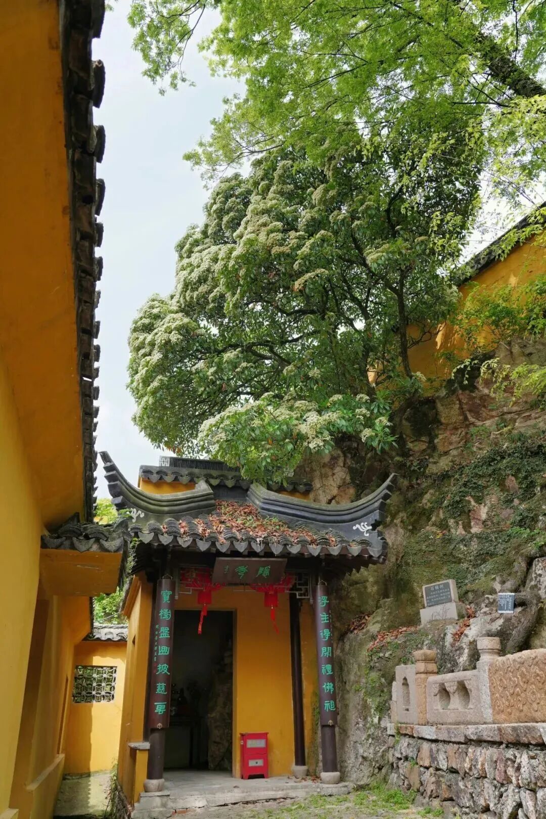 光福寻树打卡线路