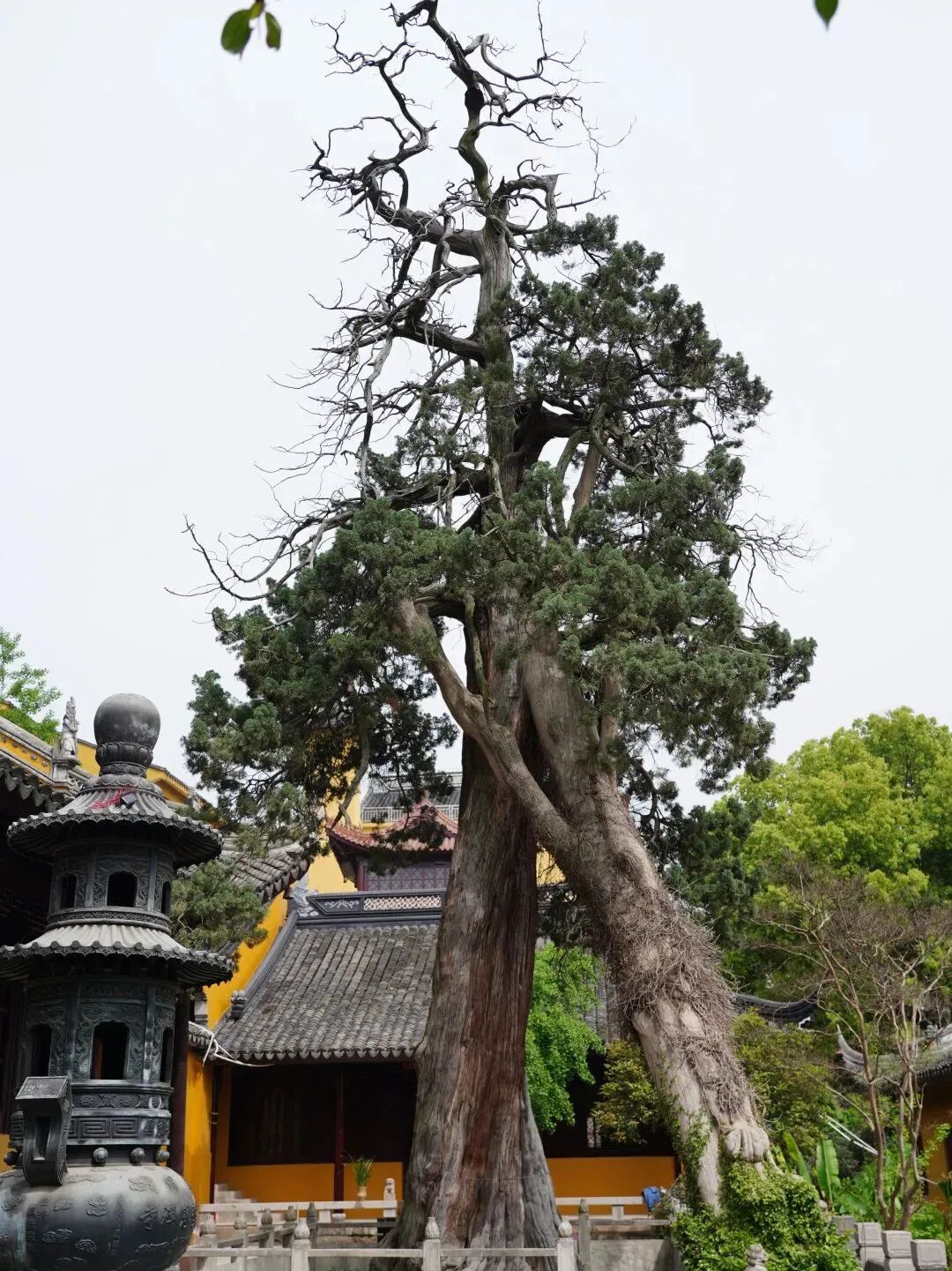 光福寻树打卡线路