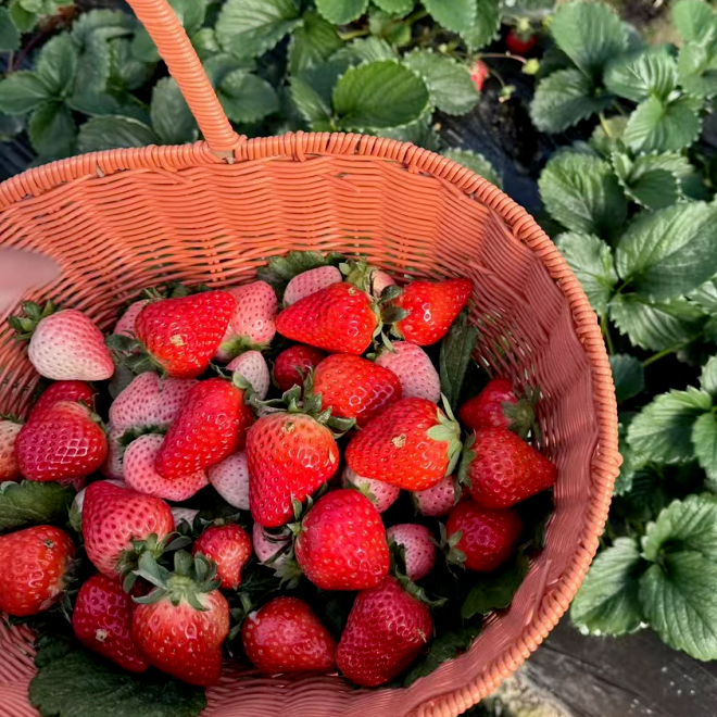 寒假倒计时！带娃去做这些快乐小事