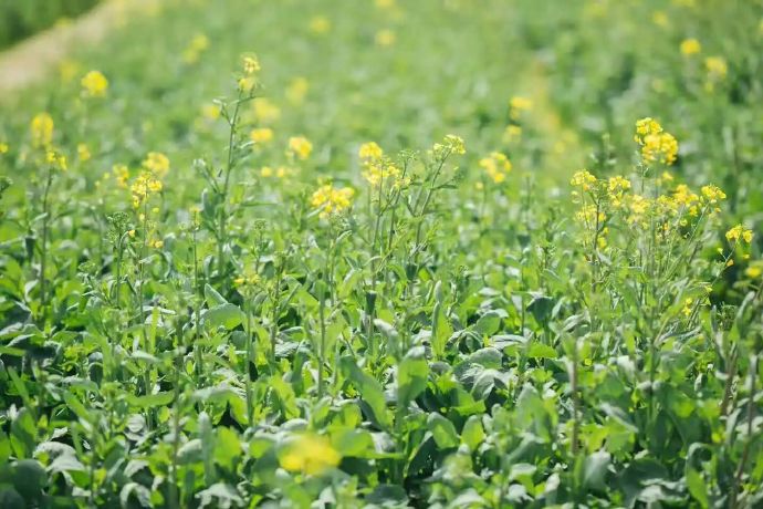 三月周末去哪儿？林渡暖村，把春光玩给你看！