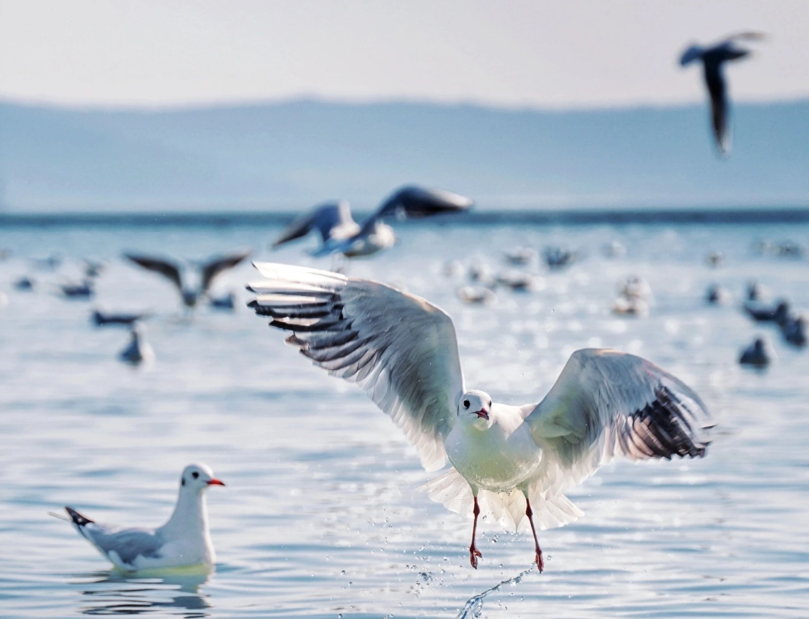 错峰看鸥，它们还在！