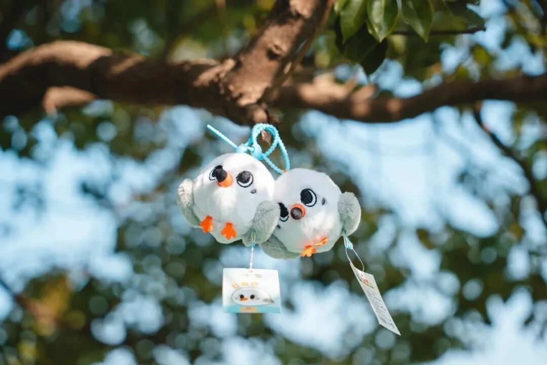 错峰看鸥，它们还在！