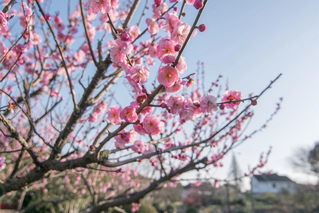 春光不等人，一起去赏梅吧~