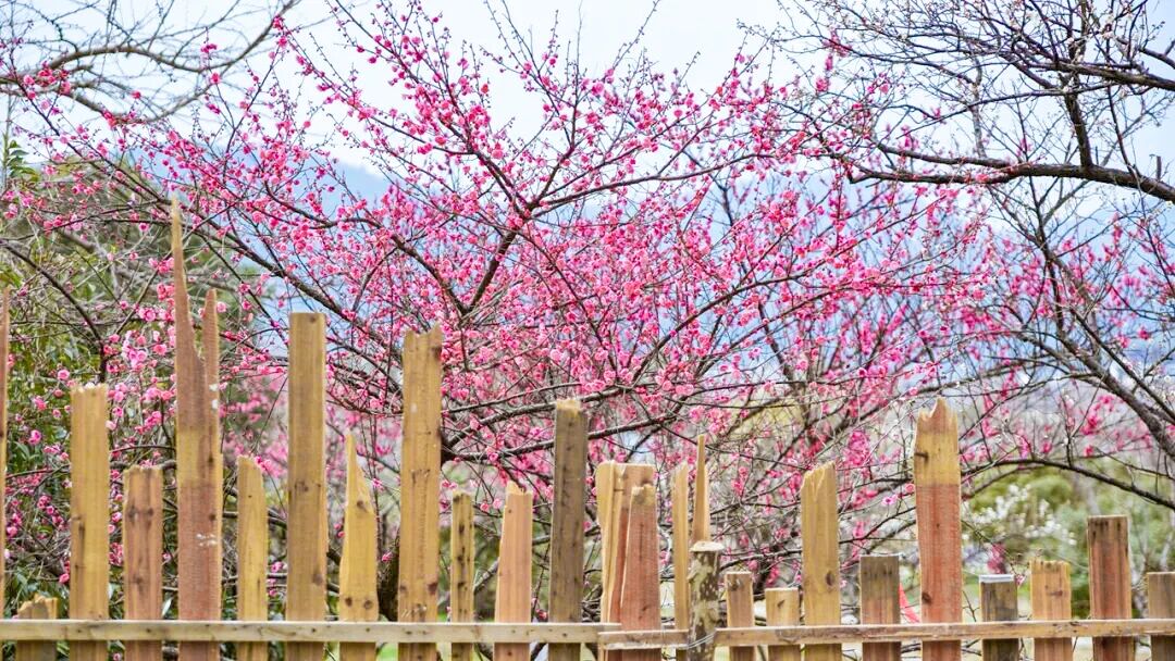 春光不等人，一起去赏梅吧~