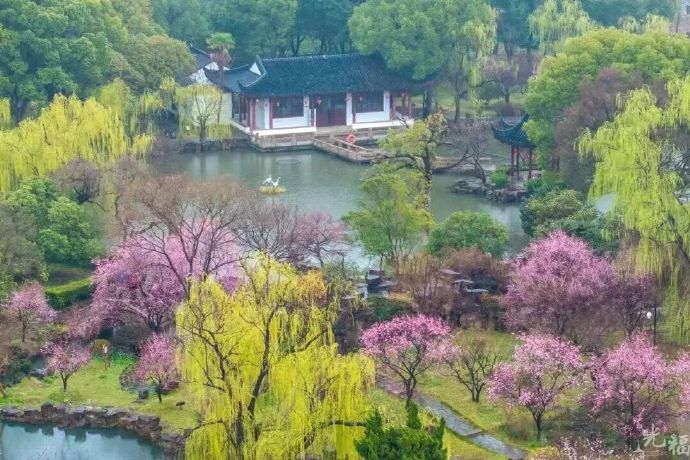 光福梅香渐远，下一场花事等你来~