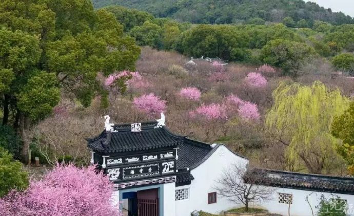 光福梅香渐远，下一场花事等你来~