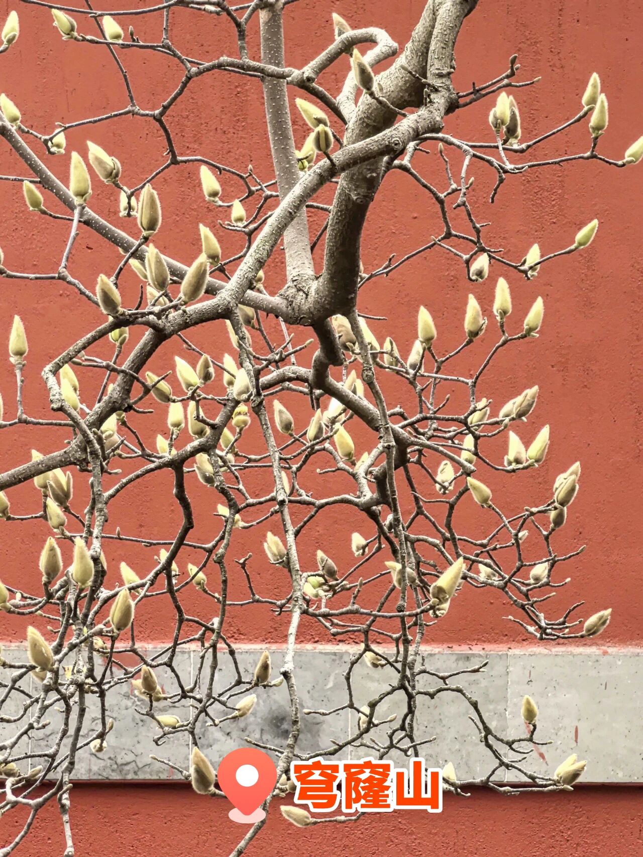 报告！吴中被花“包围”了