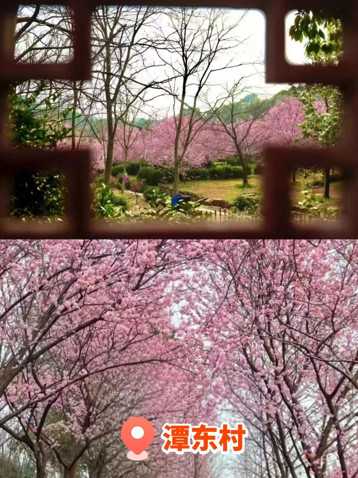 报告！吴中被花“包围”了