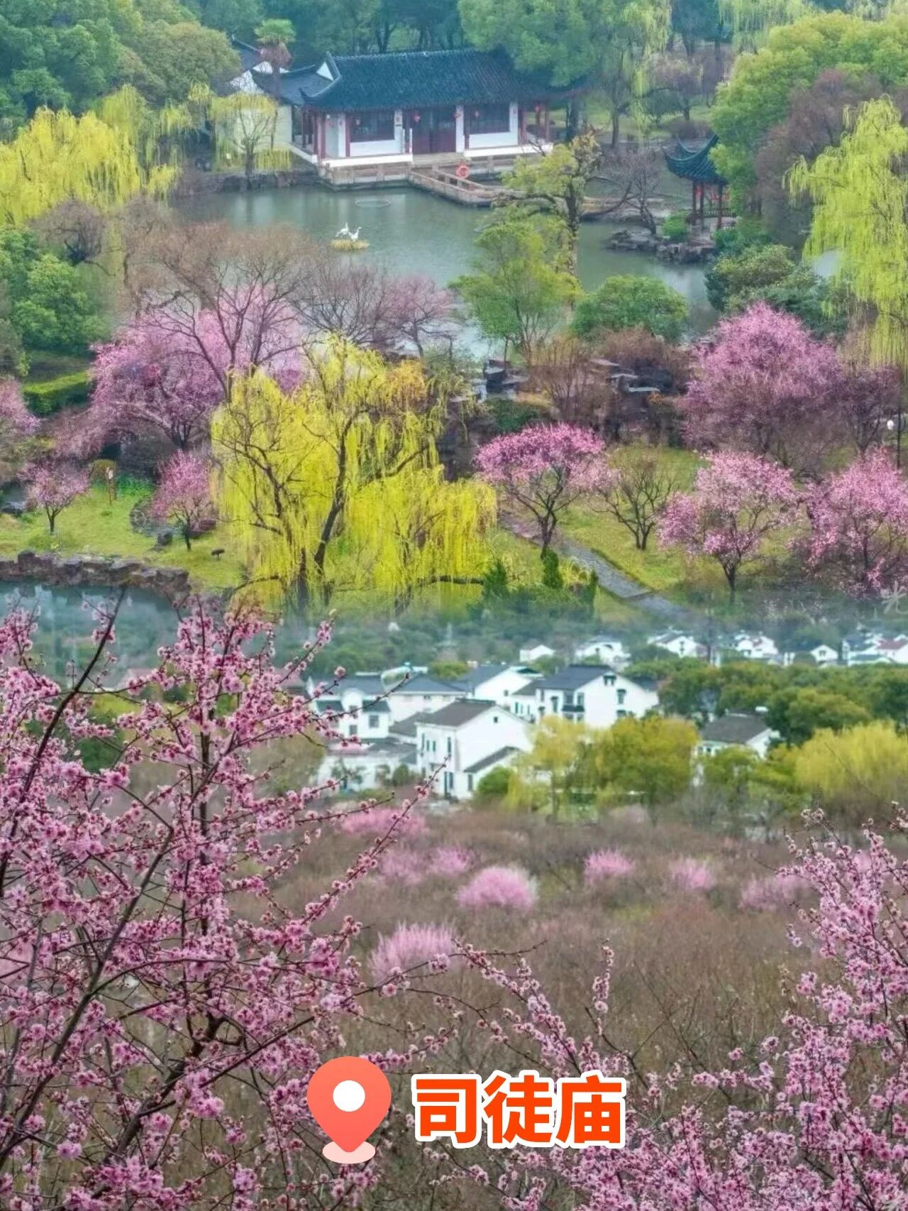 报告！吴中被花“包围”了