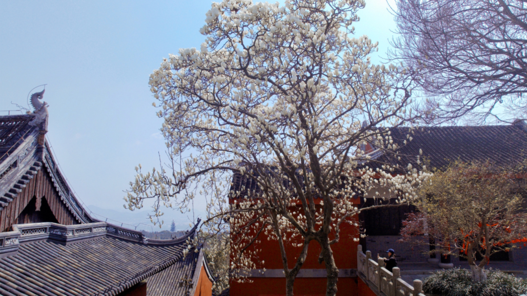 跟着这份地图，承包红墙黄墙白墙玉兰