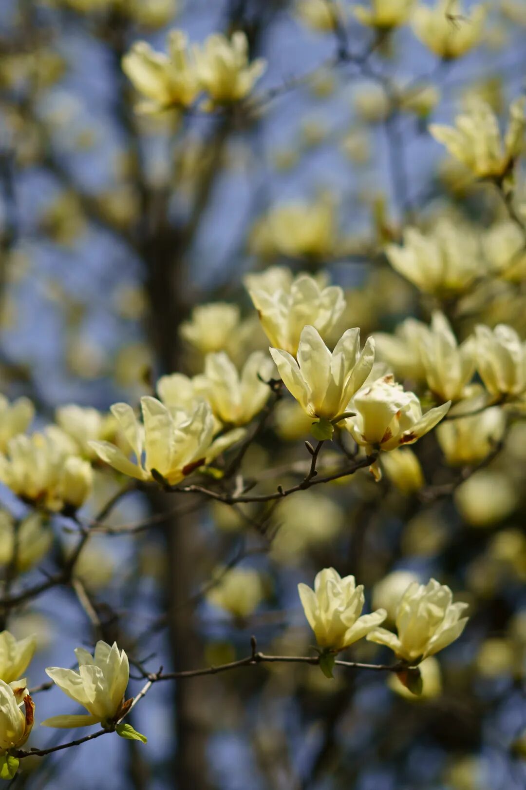 跟着这份地图，承包红墙黄墙白墙玉兰