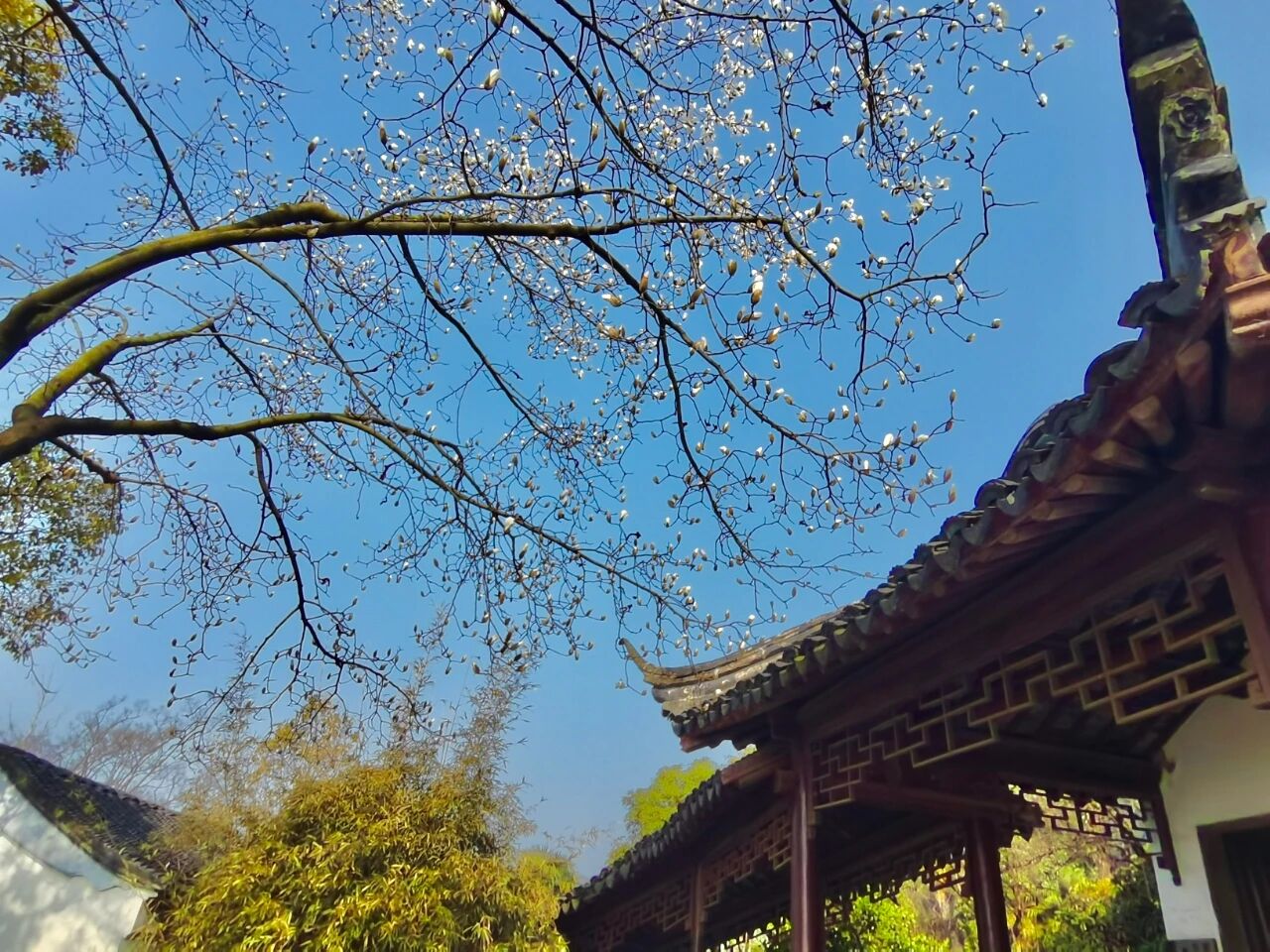 跟着这份地图，承包红墙黄墙白墙玉兰