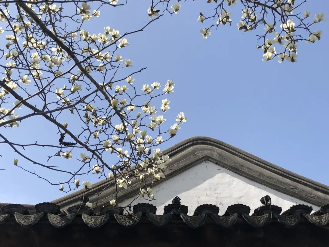 跟着这份地图，承包红墙黄墙白墙玉兰