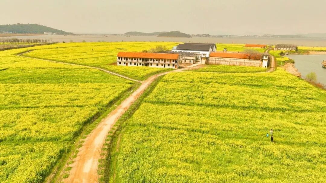 乌峰顶油菜花开成海！