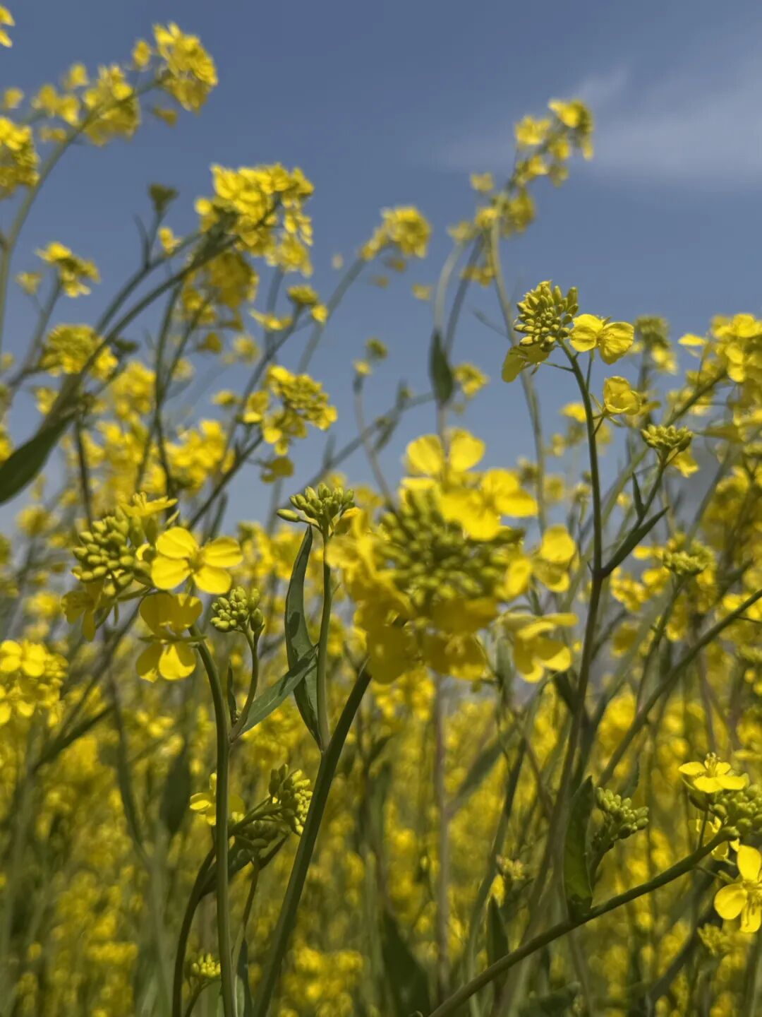 乌峰顶油菜花开成海！