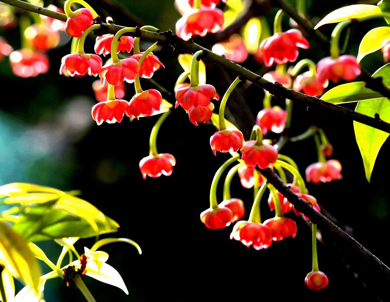春有约，花不误！来东山，走花路！