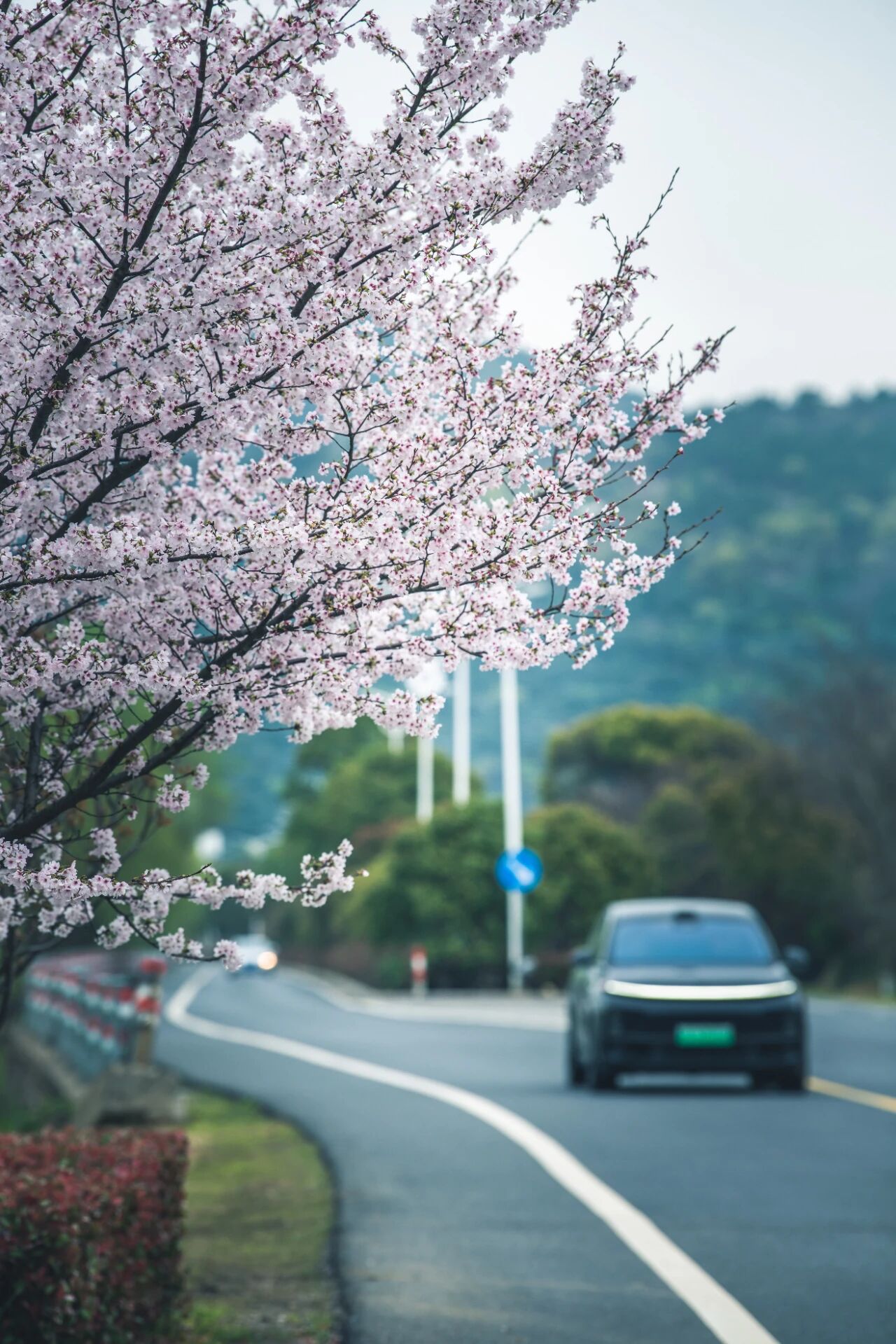 春有约，花不误！来东山，走花路！
