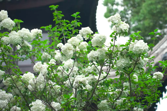 春有约，花不误！来东山，走花路！