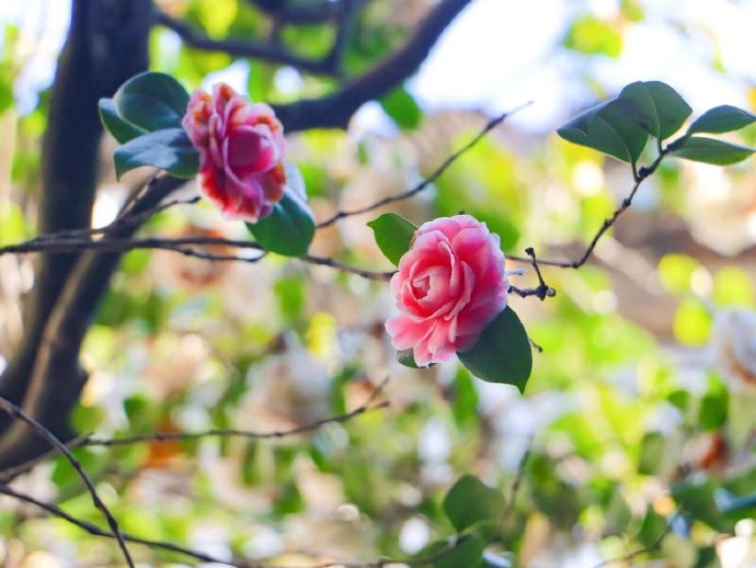 西山雕花楼的百年五色茶树花开了！