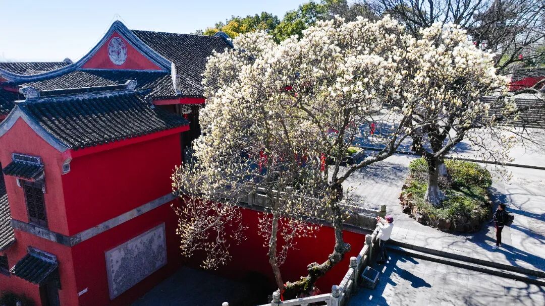 实探！这棵有“背景”的玉兰，周末约吗？