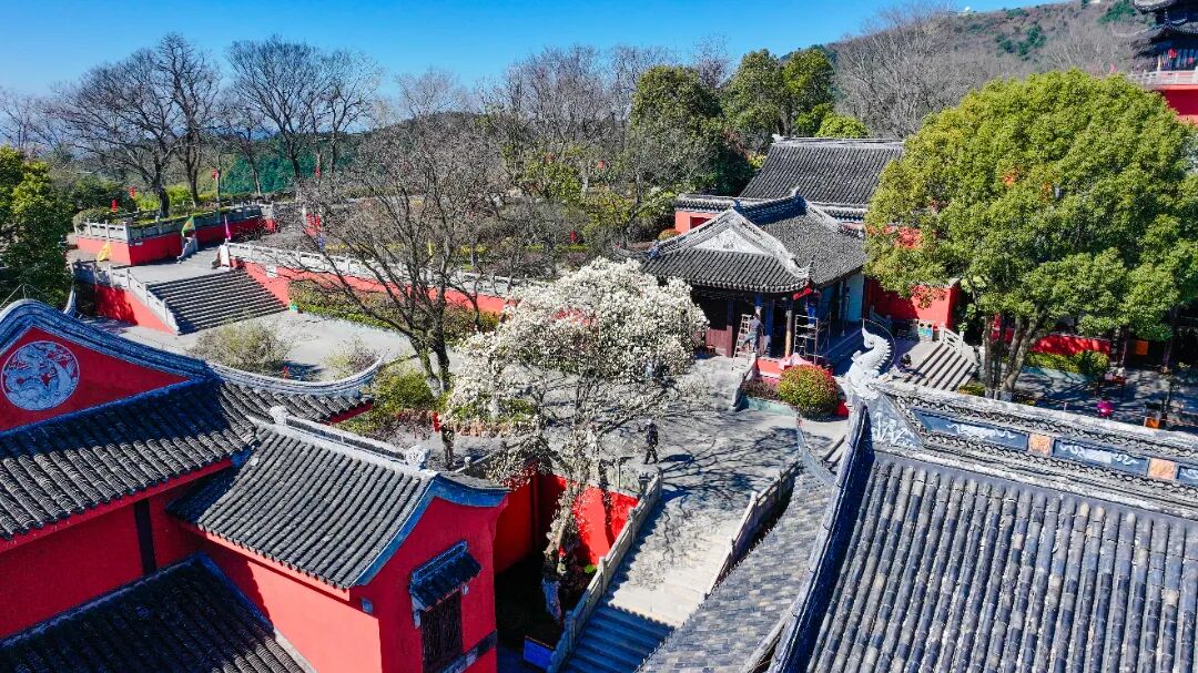 实探！这棵有“背景”的玉兰，周末约吗？