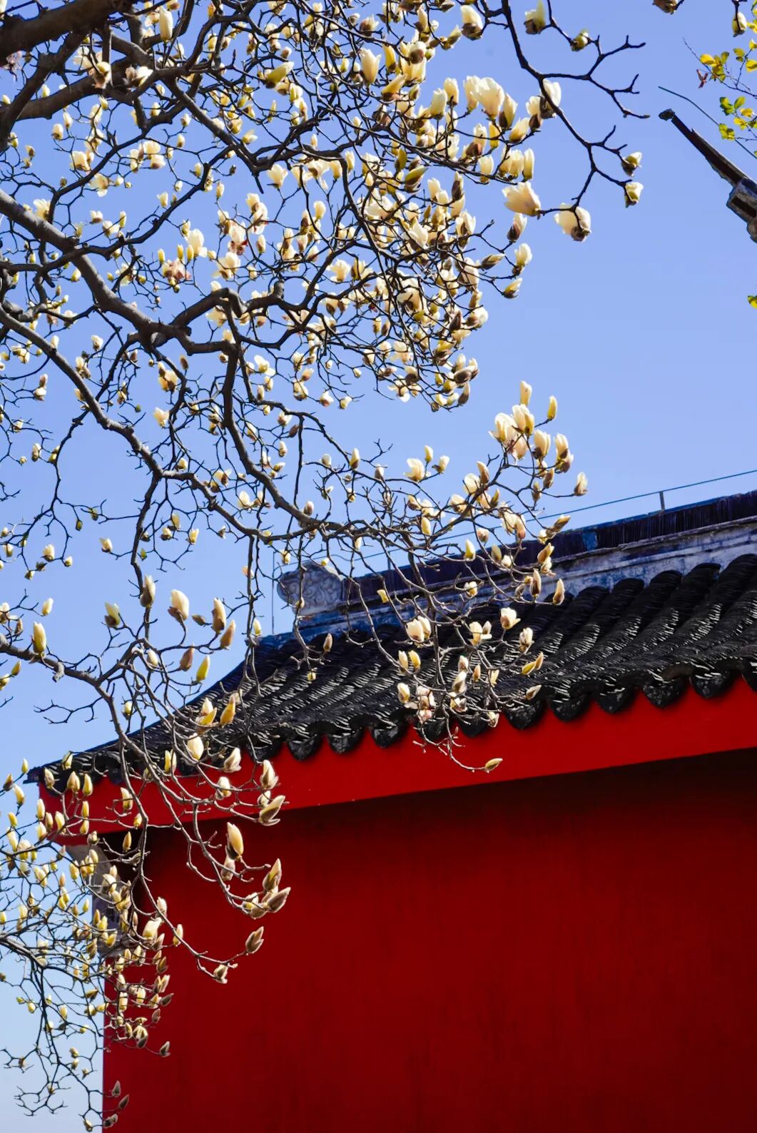 实探！这棵有“背景”的玉兰，周末约吗？