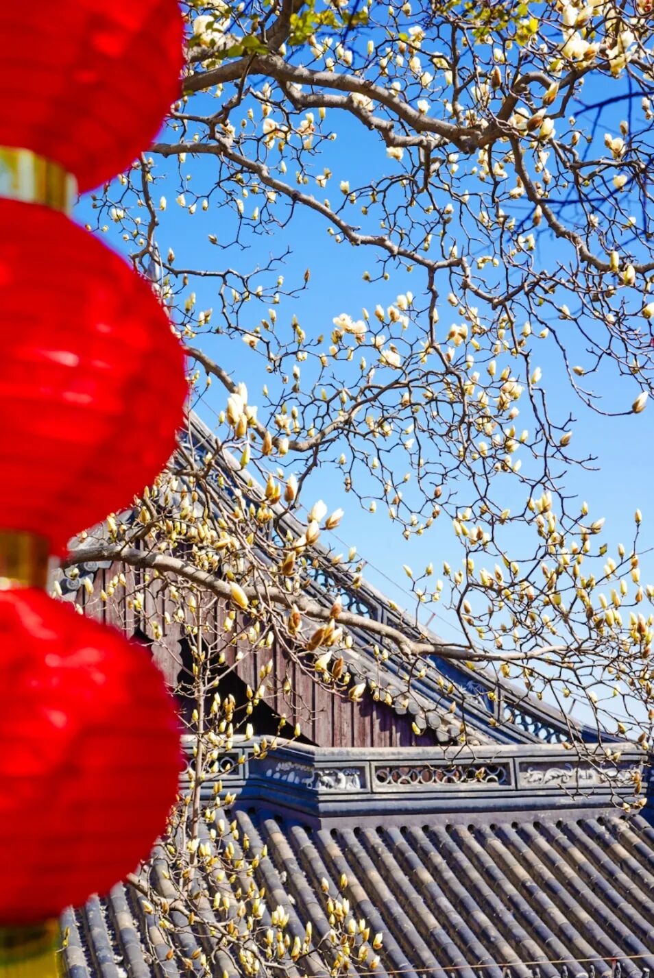 实探！这棵有“背景”的玉兰，周末约吗？