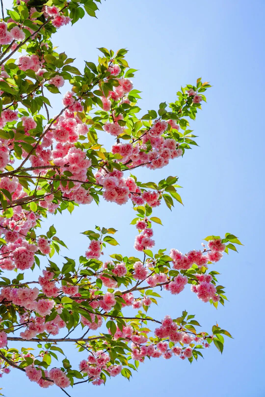 春天的8种玩法！带娃说走就走！