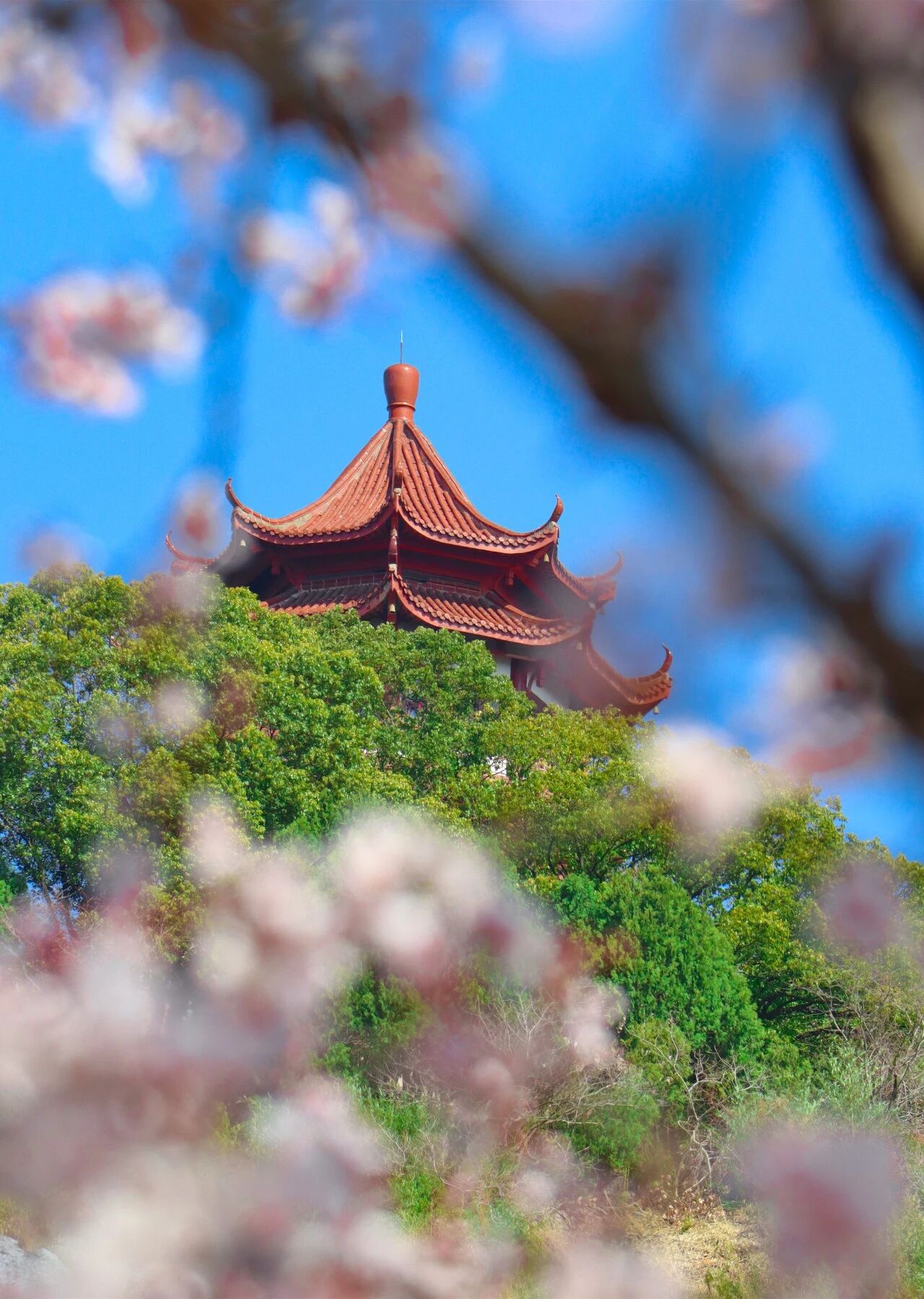 李花盛开，赴一场春日雪白之约~