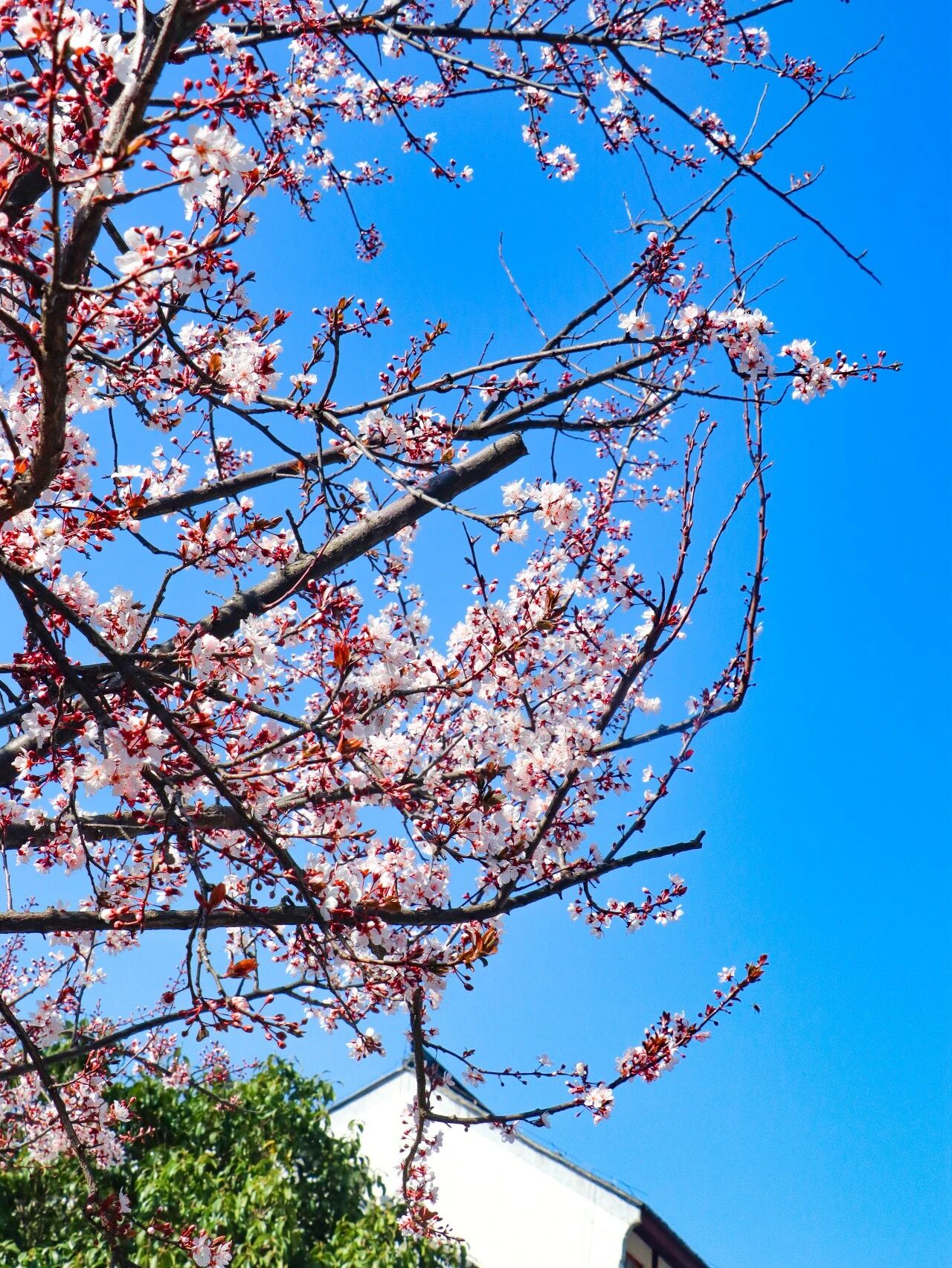 李花盛开，赴一场春日雪白之约~